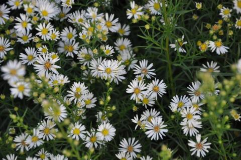 Aster hybride 'Monte Cassino'