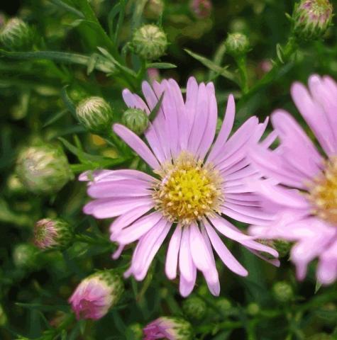 Aster hybride 'Pink Star'