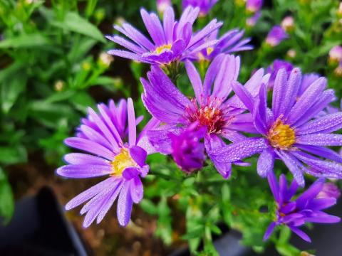 Aster hybride 'Treffpunkt'