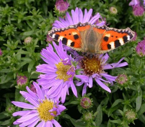 Aster hybride 'Wood's Light Blue'