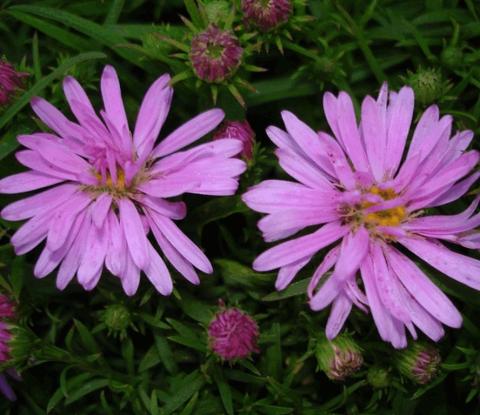 Aster hybride 'Wood's Pink'