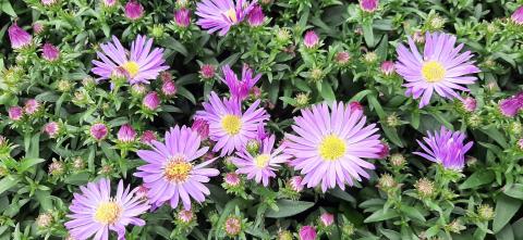 Aster hybride 'Wood's Purple'