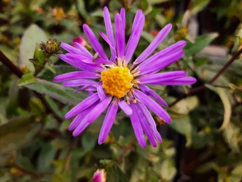 Aster laevis 'Calliope'