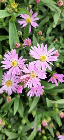 Aster lateriflorus 'Coombe Fishacre'