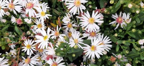 Aster lateriflorus 'Chloe'