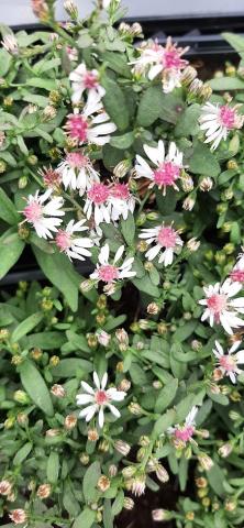 Aster lateriflorus 'Horizontalis'