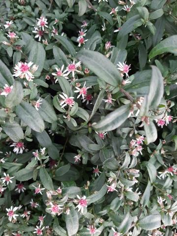 Aster lateriflorus 'Prince'