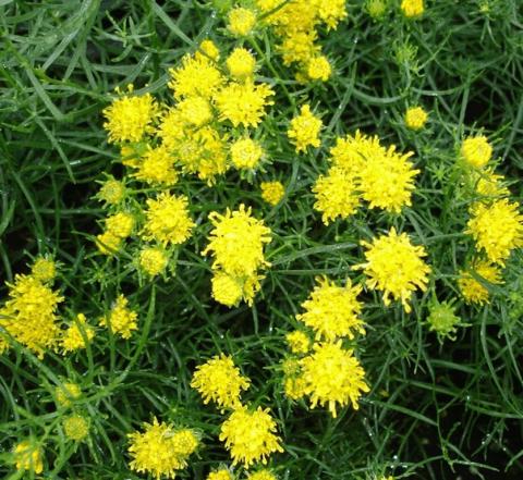 Aster linosyris