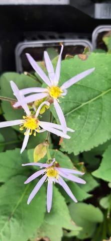 Aster macrophyllus