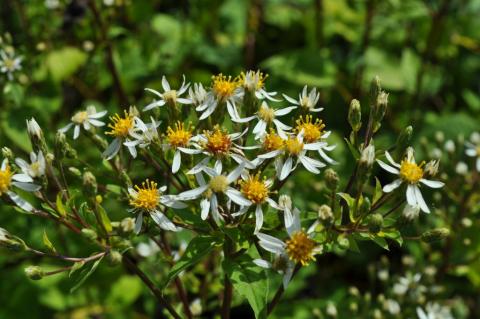 Aster macrophyllus 'Albus'