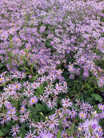 Aster macrophyllus 'Twilight'