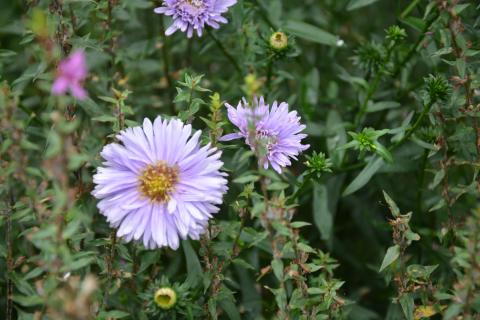 Aster novea angliea 'Barr's Blue'