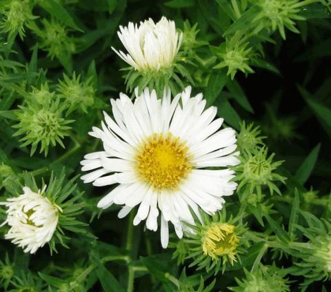 Aster novae-angliae 'Herbstschnee'