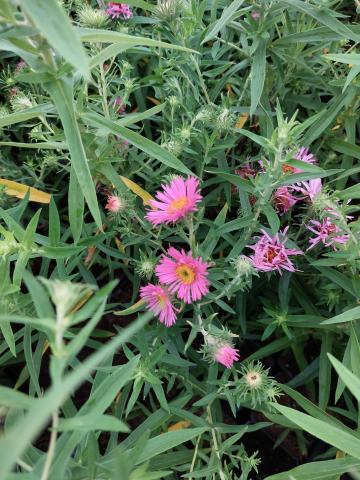 Aster novae-angliae 'Harrington's Pink'