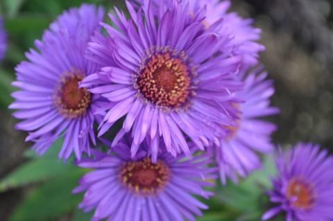 Aster novae-angliae 'Purple Dome'