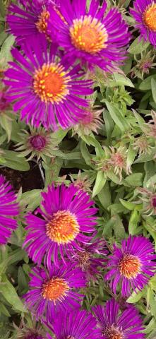 Aster novae-angliae 'Violetta'