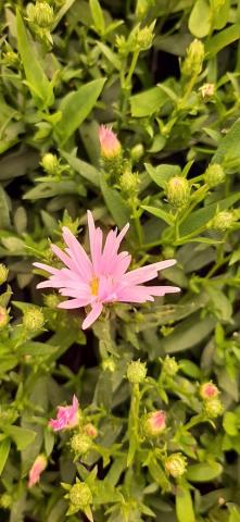 Aster novi belgii 'Brigitta'