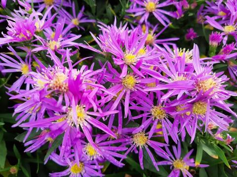 Aster novi belgii 'Blütenmeer'