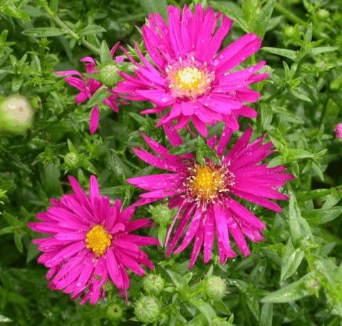 Aster novi belgii 'Crimson Brocade'