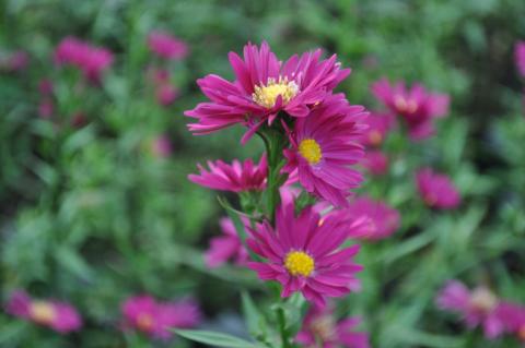 Aster novi belgii 'Crimson Brocade'