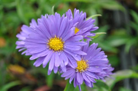 Aster novi belgii 'Eventide'