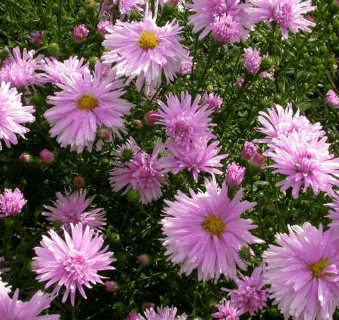 Aster novi belgii 'Fellowship'