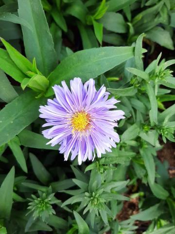 Aster novi belgii 'Marie Ballard'