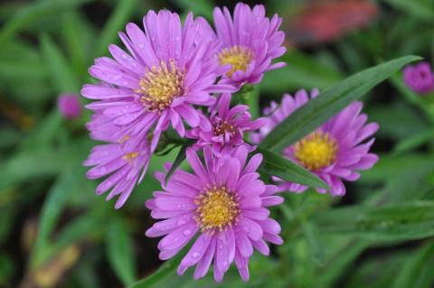 Aster novi belgii 'Patricia Ballard'