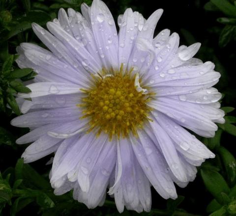 Aster novi belgii 'Porzellan'