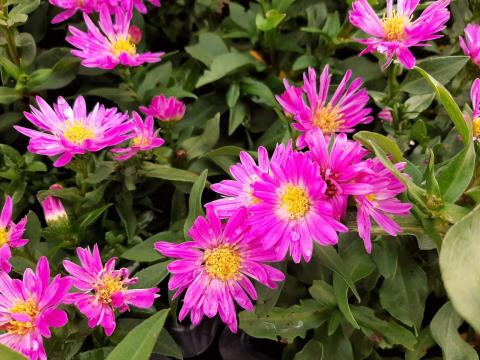 Aster novi belgii 'Sarah Ballard'