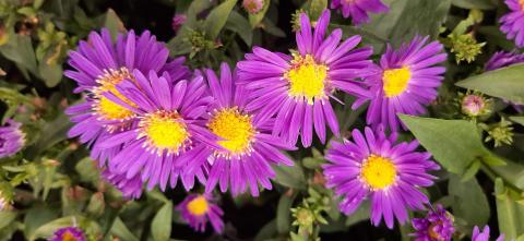 Aster novi belgii 'Schöne von Dietlikon'