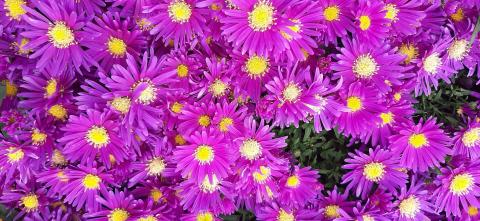 Aster novae-belgii 'Violetta'