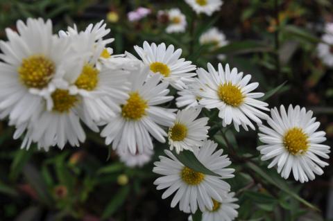 Aster novi belgii 'White Ladies'