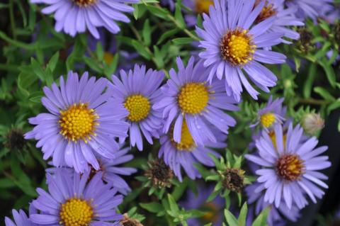 Aster oblongifolius 'October Skies'