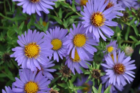 Aster oblongifolius 'Oktoberskies'