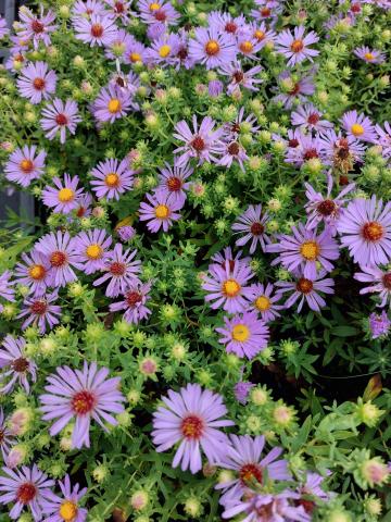Aster oblongifolius 'Raydon's Favorite'