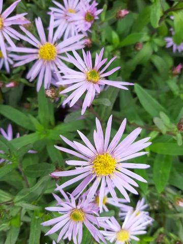 Aster pyrenaeus 'Lutetia'