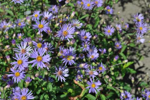 Aster radula 'August Sky'