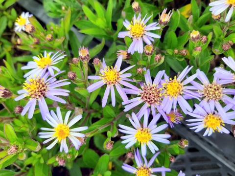 Aster sedifolius 'Nanus'