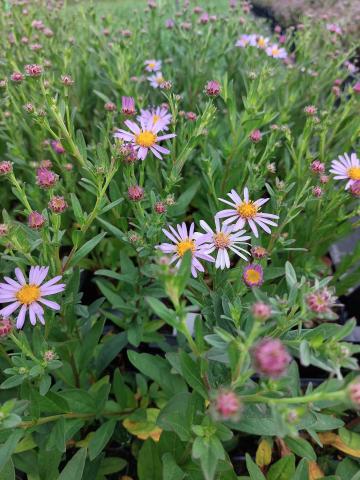 Aster spectabilis 'Macho Blue' (Eurybia)
