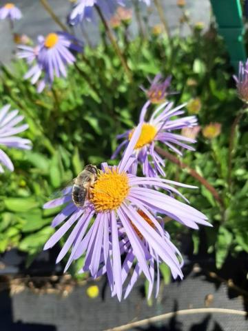 Aster tongolensis 'Napsbury'