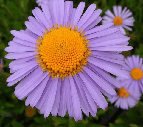 Aster tongolensis 'Wartburgstern'