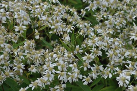 Aster umbellatus 'Weisser Schirm'