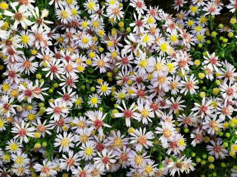 Aster vimineus 'Lovely'