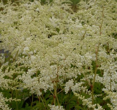 Astilbe arendsii 'Brautschleier'