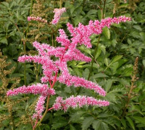 Astilbe arendsii 'Cattleya'