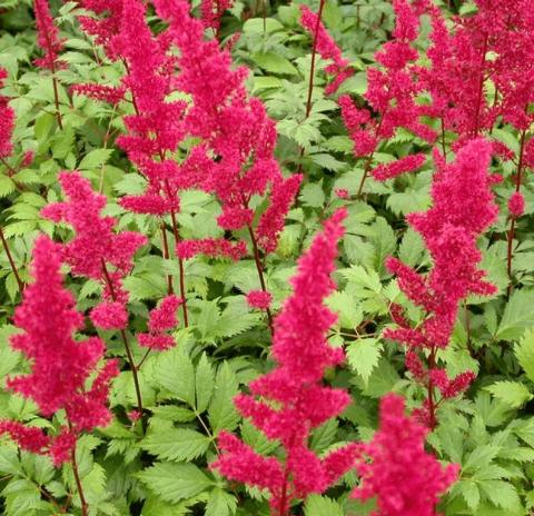 Astilbe arendsii 'Fanal'