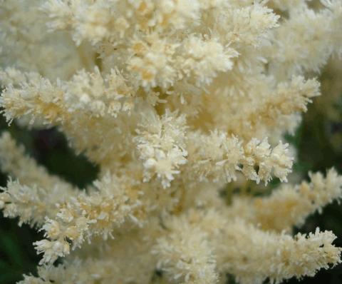 Astilbe arendsii 'Weisse Gloria'