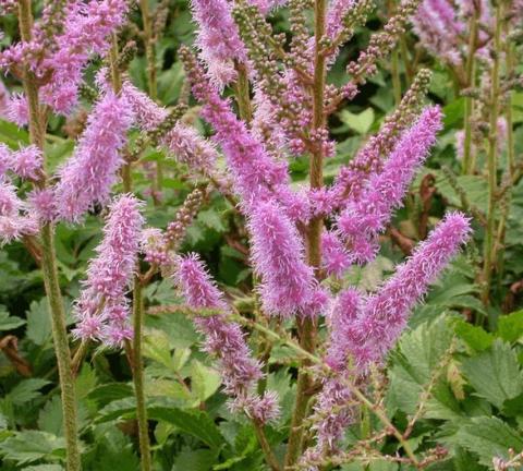 Astilbe chinensis 'Pumila'