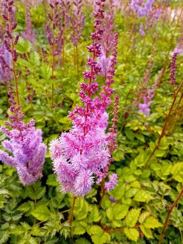 Astilbe chinensis 'Purpurkerze'